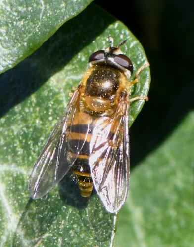 Réf. 249 866 : Epistrophe eligans